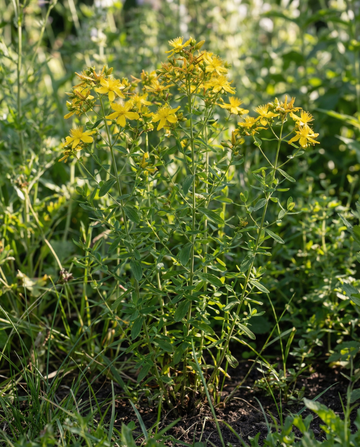 St. John's Wort (Hypericum perforatum) – frø til flerårig urt fra SeedsChoice
