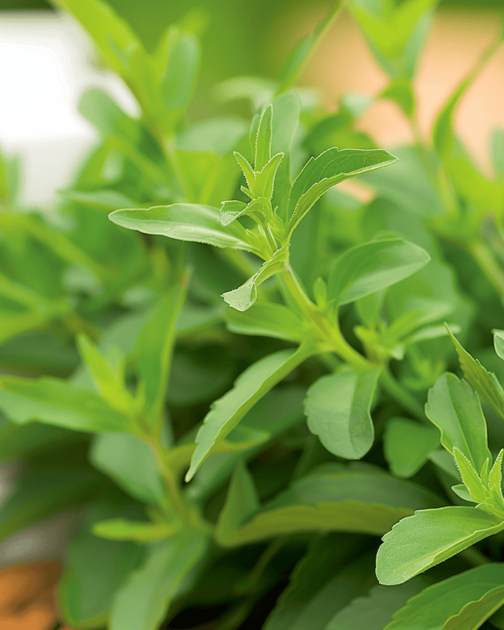 Sugarleaf frø (Stevia rebaudiana) – flerårig urt