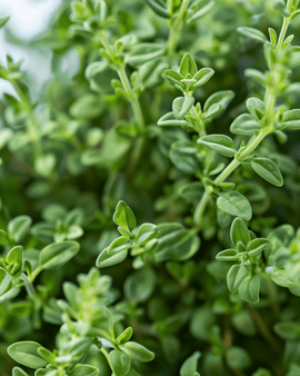 Frosthårdfør tysk vintertimian-frø Thymus vulgaris flerårig urt