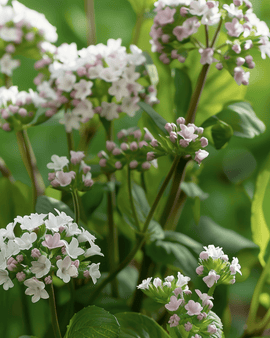 Urtefrø Valeriana Officinalis flerårig