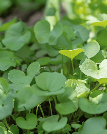 Watercress Garden seeds (Nasturtium officinale) – perennial herb
