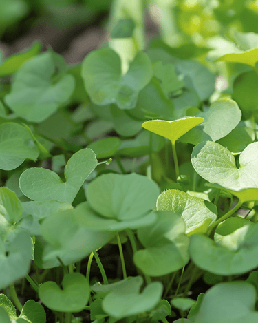 Watercress Garden seeds (Nasturtium officinale) – perennial herb