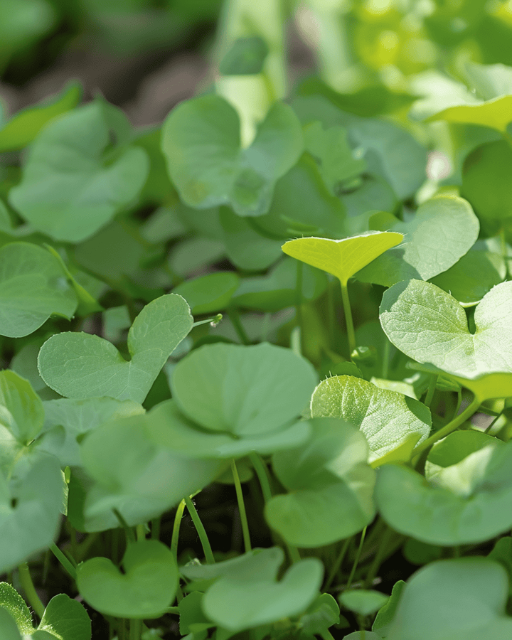 Brøndkarse frø (Nasturtium officinale) – flerårig urt