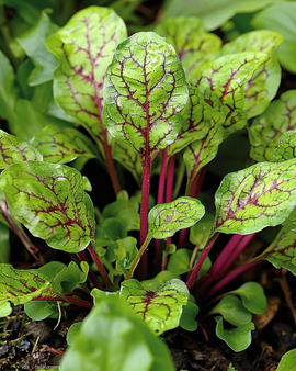 Rødåret syrefrø Rumex sanguineus flerårig urt