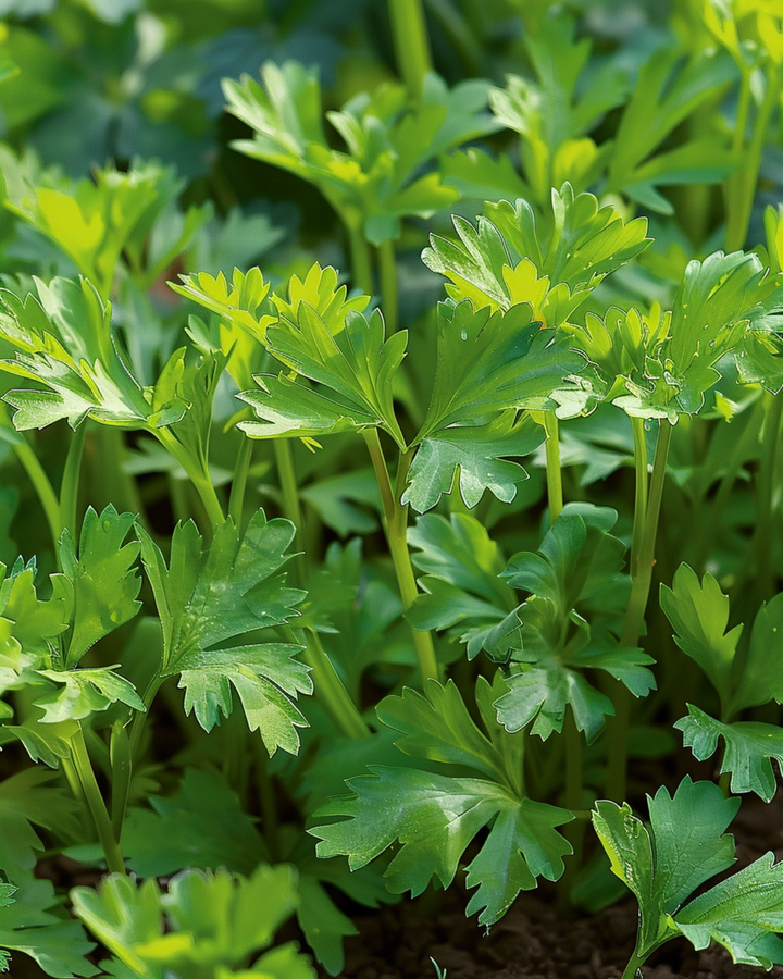 Vinterkørvel Vertissimo frø (Anthriscus cerefolium) – etårig grøntsag