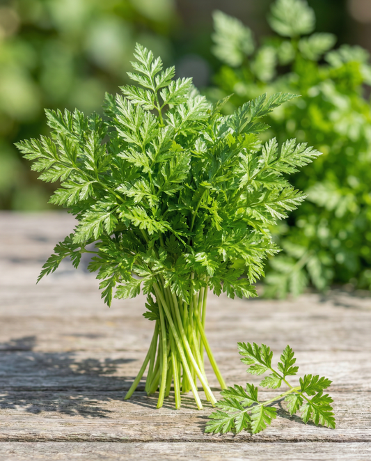 Vinterkørvel Vertissimo (Anthriscus cerefolium) – etårige grøntsagsfrø fra SeedsChoice