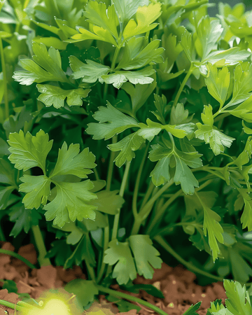 Persille Amsterdamse Snij frø (Petroselinum crispum) – etårig urt