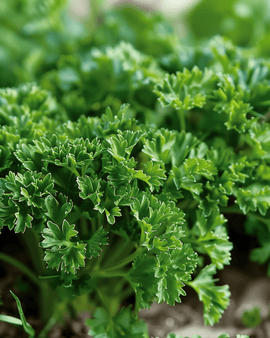 Krølpersillefrø Petroselinum Crispum – toårig Moss Curled