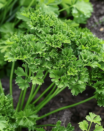 Parsley Thujade seeds (Petroselinum crispum) – annual herb