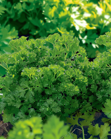 Kruset persille Bravour frø (Petroselinum crispum) – etårig urt
