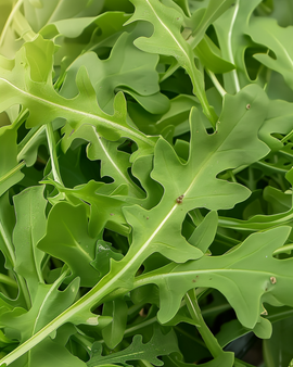 Wild Rocket Seeds Diplotaxis Tenuifolia Perennial Vegetable Leaf Green