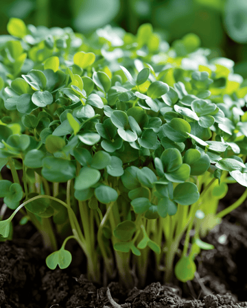 Broad Leaved Cress seeds (Lepidium sativum) – annual vegetable