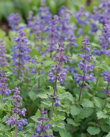 Kattemyntefrø (Nepeta mussinii) – flerårig