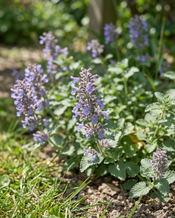 Kattemynte (Nepeta mussinii) – staudefrø fra SeedsChoice