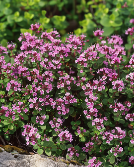 Vild timian frø Thymus Serpyllum flerårig