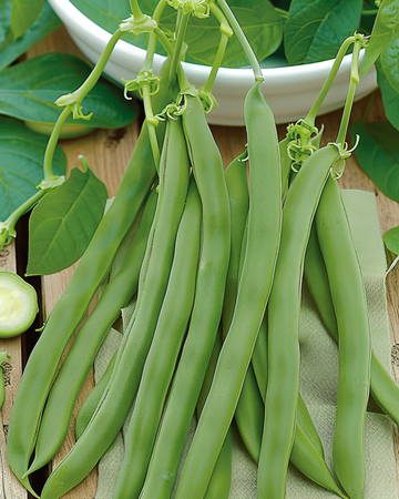 Buskbønne Admires frø (Phaseolus vulgaris) – etårig grøntsag