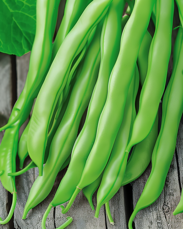 Stangbønne Terli 25g frø (Phaseolus vulgaris) – etårig grøntsag
