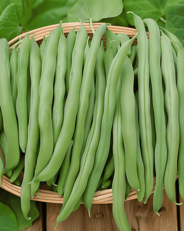 Bush Beans Prelude Early Harvest seeds (Phaseolus vulgaris) – annual vegetable