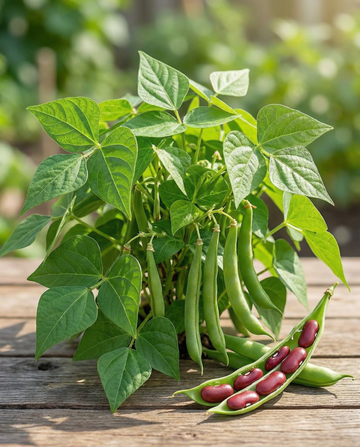 Canadian Wonder Dwarf French Bean (Phaseolus vulgaris) – etårige grøntsagsfrø fra SeedsChoice
