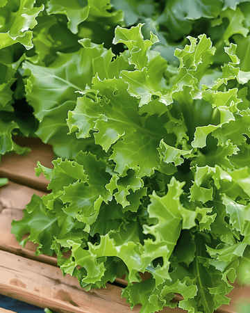 Frøsalat kruset endivie (Cichorium endivia) – etårig grøntsag