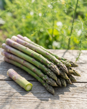 Albenga F1 (Asparagus officinalis) – staudefrø fra SeedsChoice