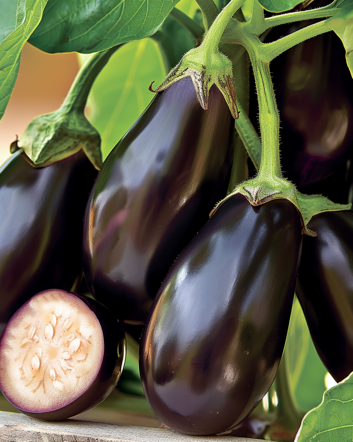 Mini aubergine Patio Baby F1-frø (Solanum melongena) – etårig grøntsag