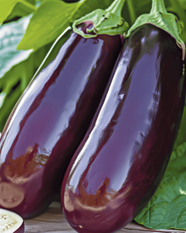 Aubergine frø Violetta Lunga 2 Solanum Melongena etårig lang lilla