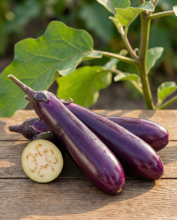 Aubergine Violetta Lunga 2 Long Purple (Solanum melongena) – etårlige grøntsagsfrø fra SeedsChoice