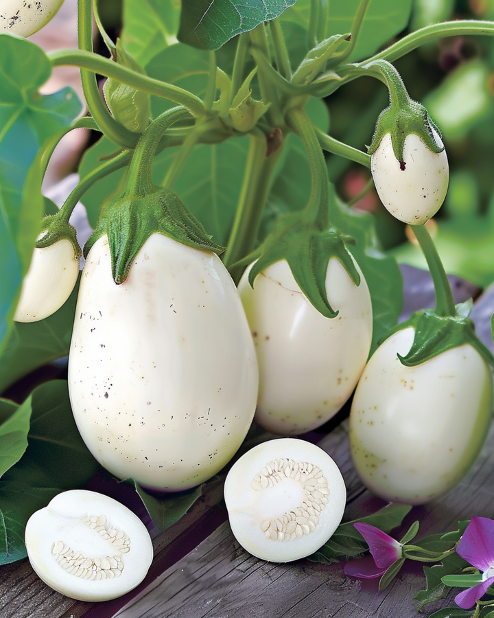 Aubergine White Egg frø (Solanum melongena) – etårig grøntsag