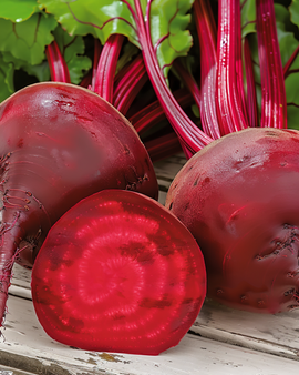 Rødbede frø Detroit 2 Beta Vulgaris etårlig sort