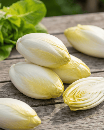 Chicory Zoom F1 Witloof (Cichorium intybus) – toårige grøntsagsfrø fra SeedsChoice