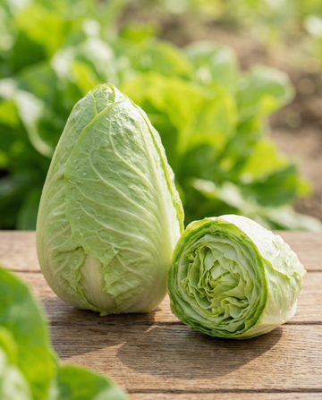 Sugarloaf Chicory (Cichorium intybus) – frø til enårig grøntsag fra SeedsChoice