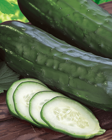 Agurkefrø Johanna Slicing (Cucumis sativus) – ettårig grøntsag