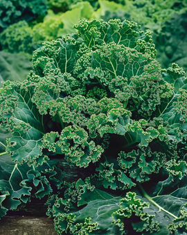 Kruset grønkålsfrø Brassica oleracea Winterbor F1 – etårig grønsag