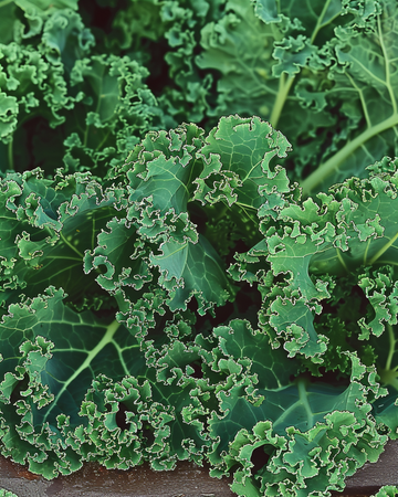 Krauskål Westlandse Herfst Late frø (Brassica oleracea) – etårig grøntsag