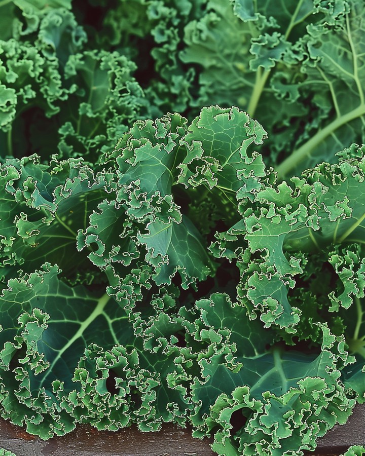 Krauskål Westlandse Herfst Late frø (Brassica oleracea) – etårig grøntsag