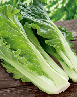 Kinakålsfrø Brassica pekinensis – etårig sort Granaat Michihili