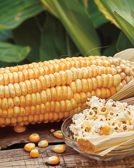 Popcornfrø Plomyk Zea Mays etårig sort