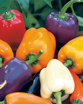 Sød peber frø Capsicum annuum 5-farvet blanding etårig