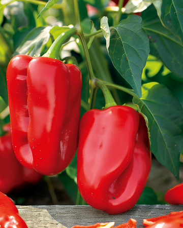 Sød peber Reina F1 frø (Capsicum annuum) – etårig grøntsag
