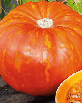 Græskarfrø Rouge Vif D'etampes Cucurbita Maxima Ettårigt