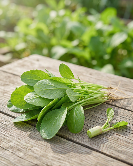 Bladmoesfrø (Brassica rapa) – etårig grøntsag fra SeedsChoice