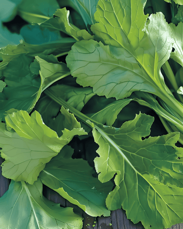 Namenia Greens frø (Brassica rapa) – etårig grønsag