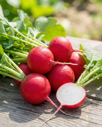 Radise Saxa 2 (Raphanus sativus) – etårige grøntsagsfrø fra SeedsChoice