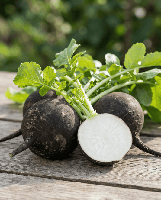 Spansk sort rund vintereddikeroe (Raphanus sativus) – etårigt grøntsagsfrø fra SeedsChoice