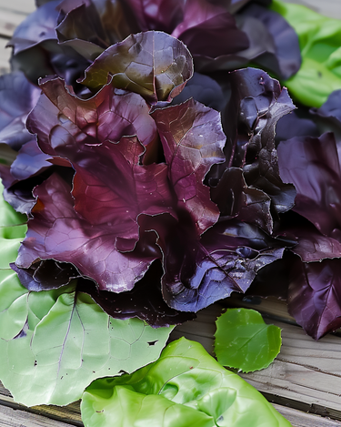 Cos salat Moonred frø (Lactuca sativa) – enårig grøntsag