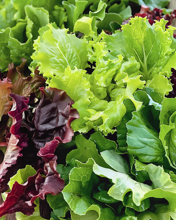 Salatmix Mesclun salatfrø (Lactuca sativa) – ettårig grøntsag
