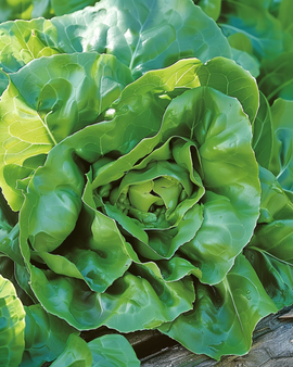 Salatfrø Milan Lactuca sativa etårig sort