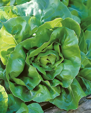 Salatfrø Milan (Lactuca sativa) – etårig grønsag