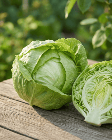 Salat Kagraner 2 (Lactuca sativa) – ettårige grøntsagsfrø fra SeedsChoice